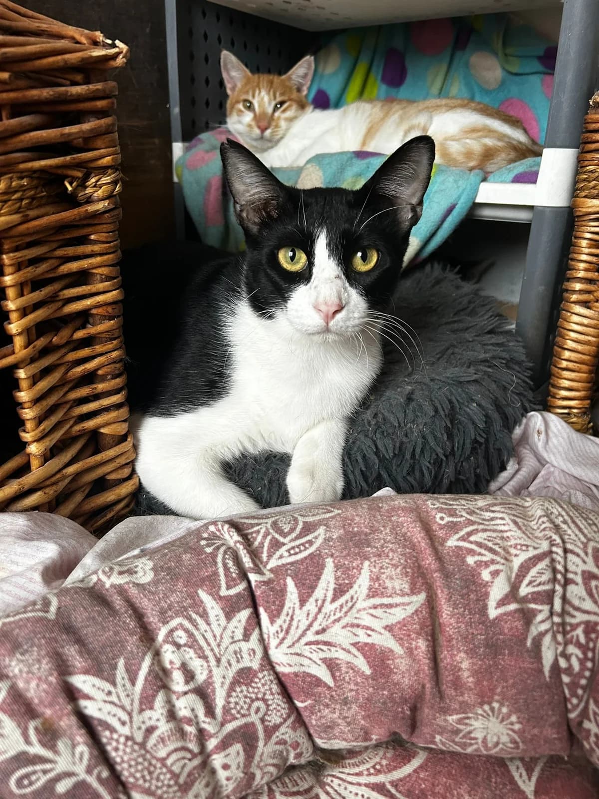 Caby, male 3yo European Shorthair for adoption at Fundación Jadoul Més que Gossos, Valencia
