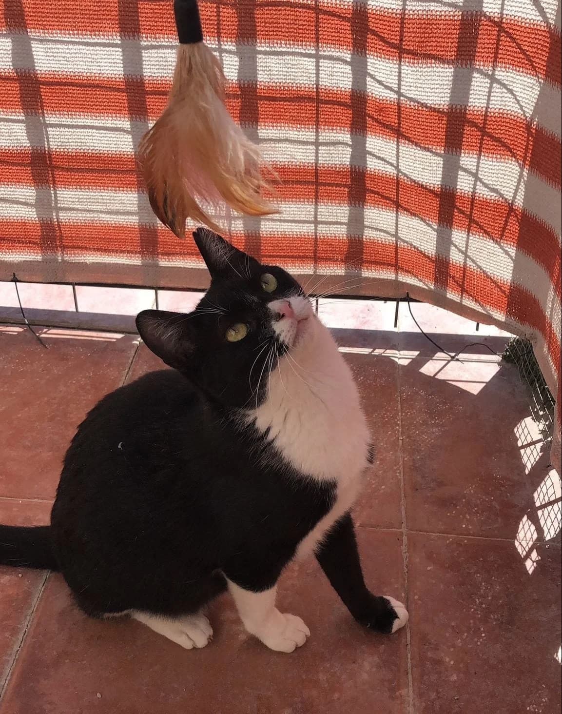 Úrsula, female 3yo European Shorthair for adoption at Fundación Jadoul Més que Gossos, Valencia