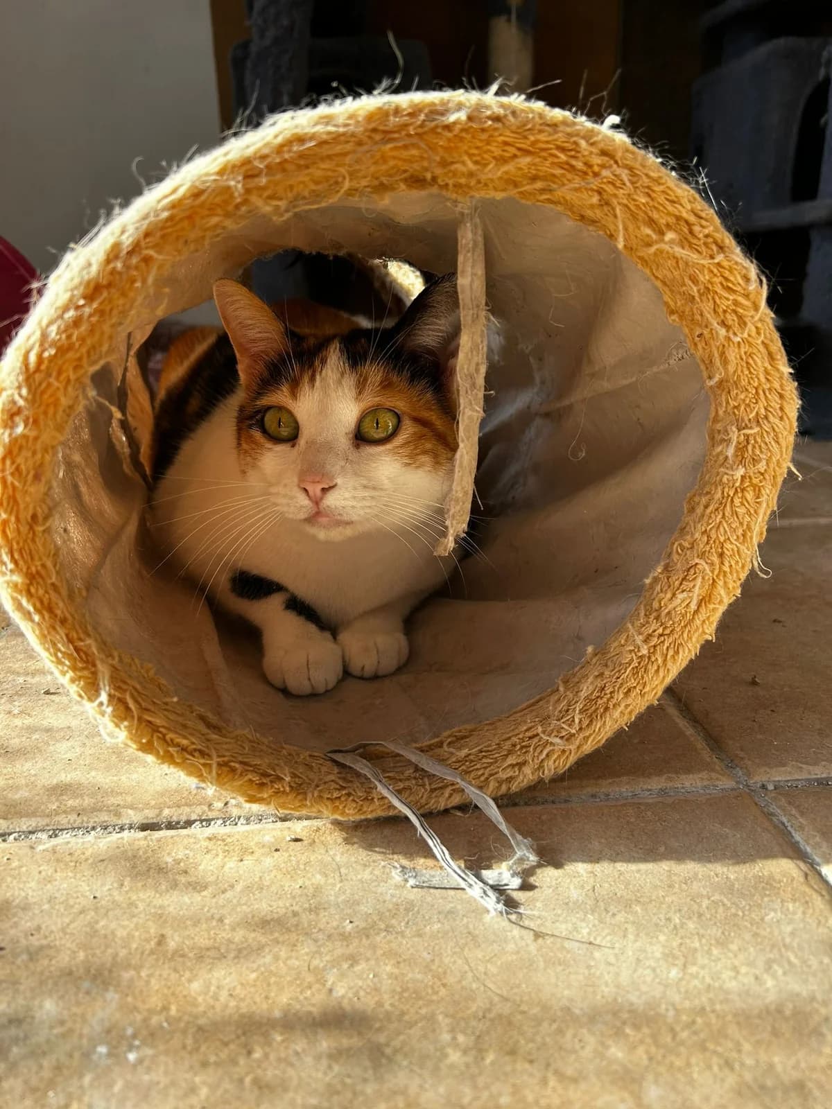 Flama, female 5yo European Shorthair for adoption at Fundación Jadoul Més que Gossos, Valencia