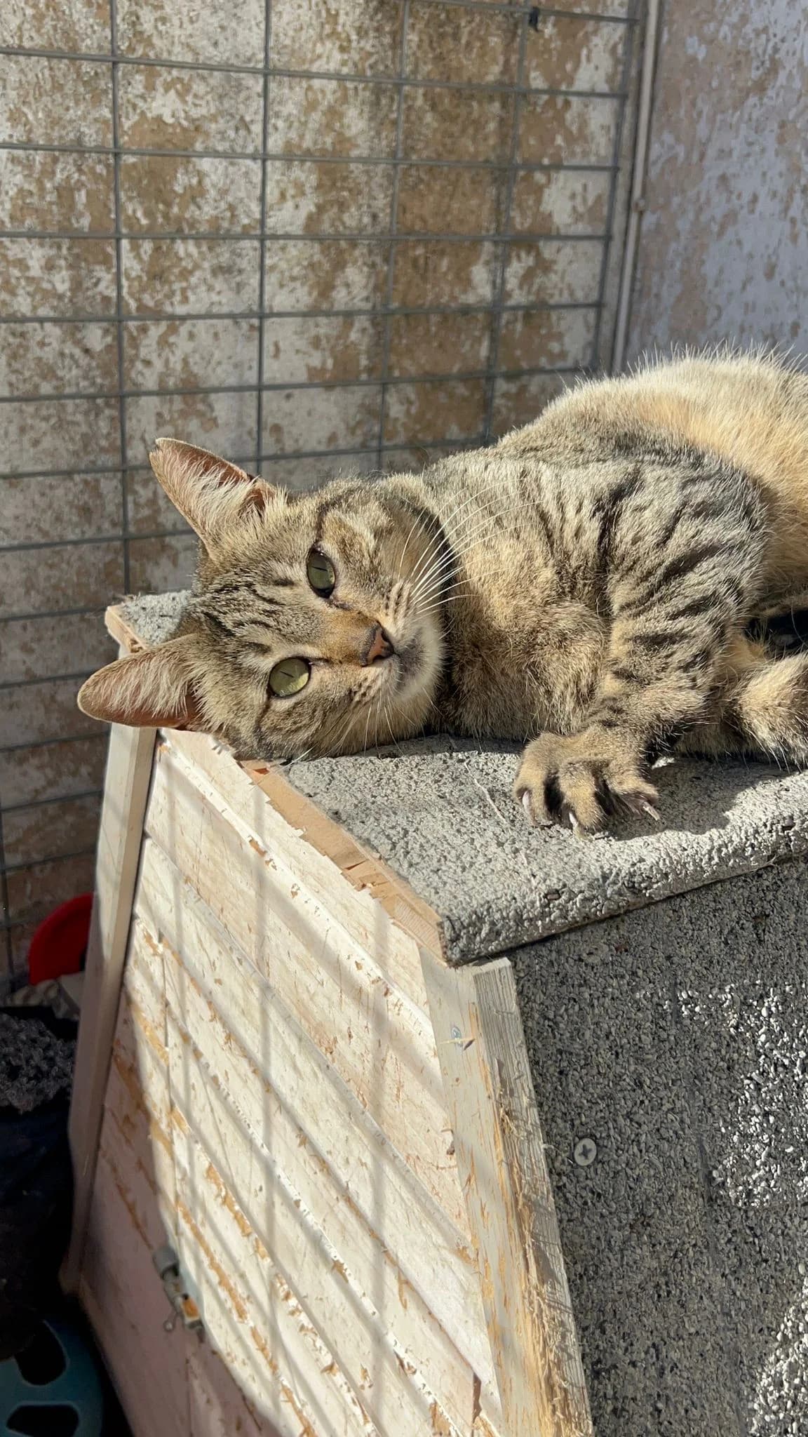 Tula, female senior European Shorthair for adoption at Fundación Jadoul Més que Gossos, Valencia