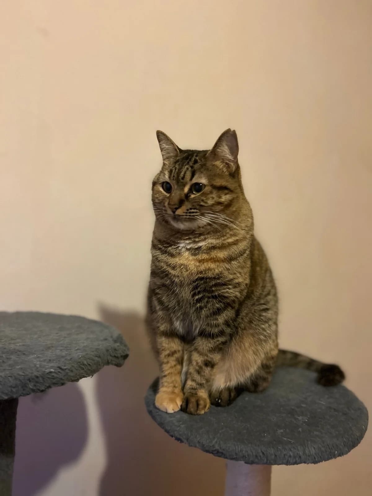 Aqua, female 4yo European Shorthair for adoption at Fundación Jadoul Més que Gossos, Valencia