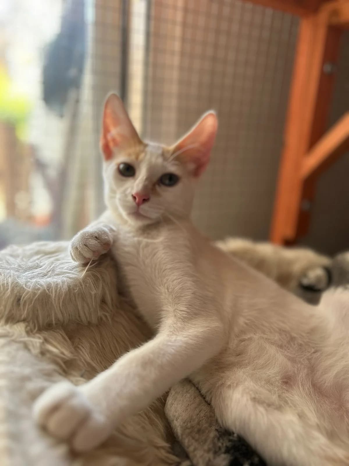 Evan, male young European Shorthair for adoption at Fundación Jadoul Més que Gossos, Valencia