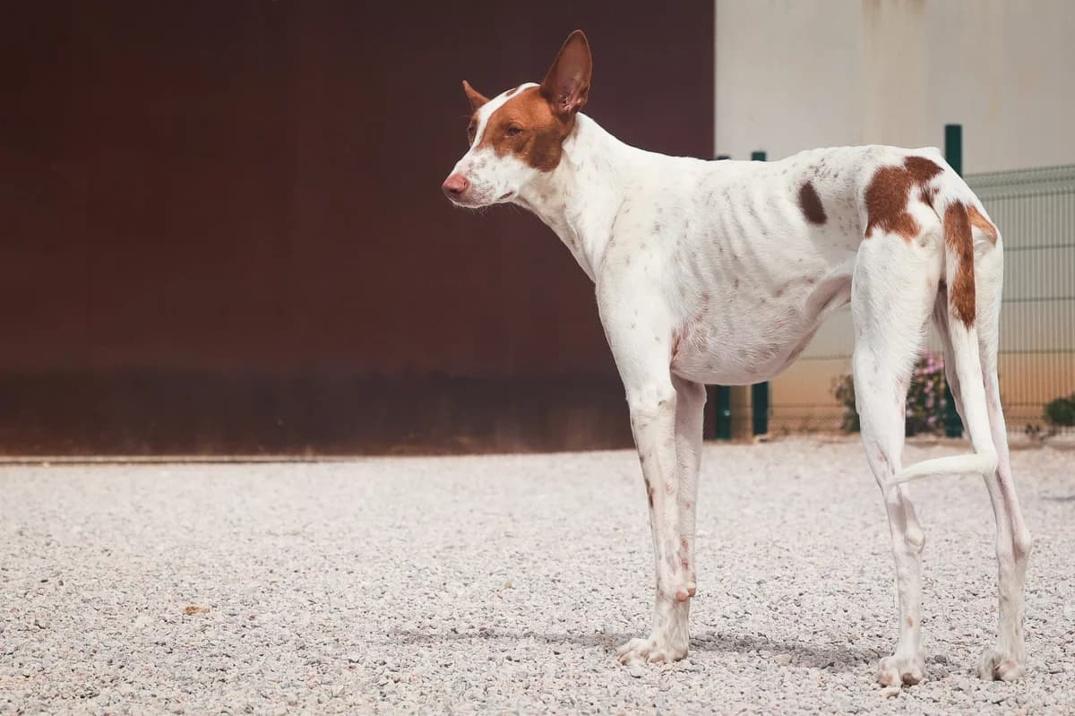 Galcerán, male 4yo Podenco for adoption at Fundación Jadoul Més que Gossos, Valencia