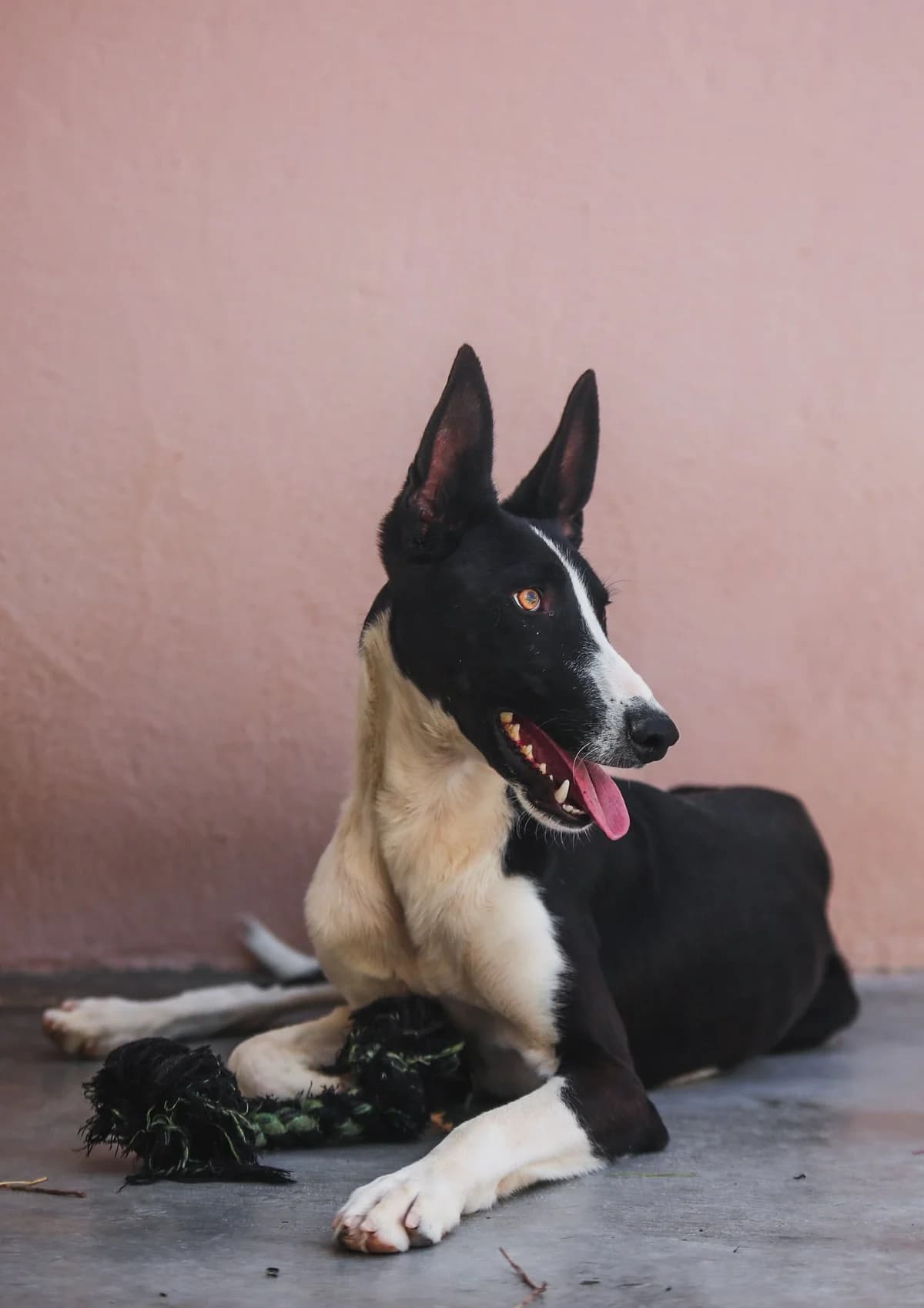 Iberia, male 5yo Podenco for adoption at Fundación Jadoul Més que Gossos, Valencia