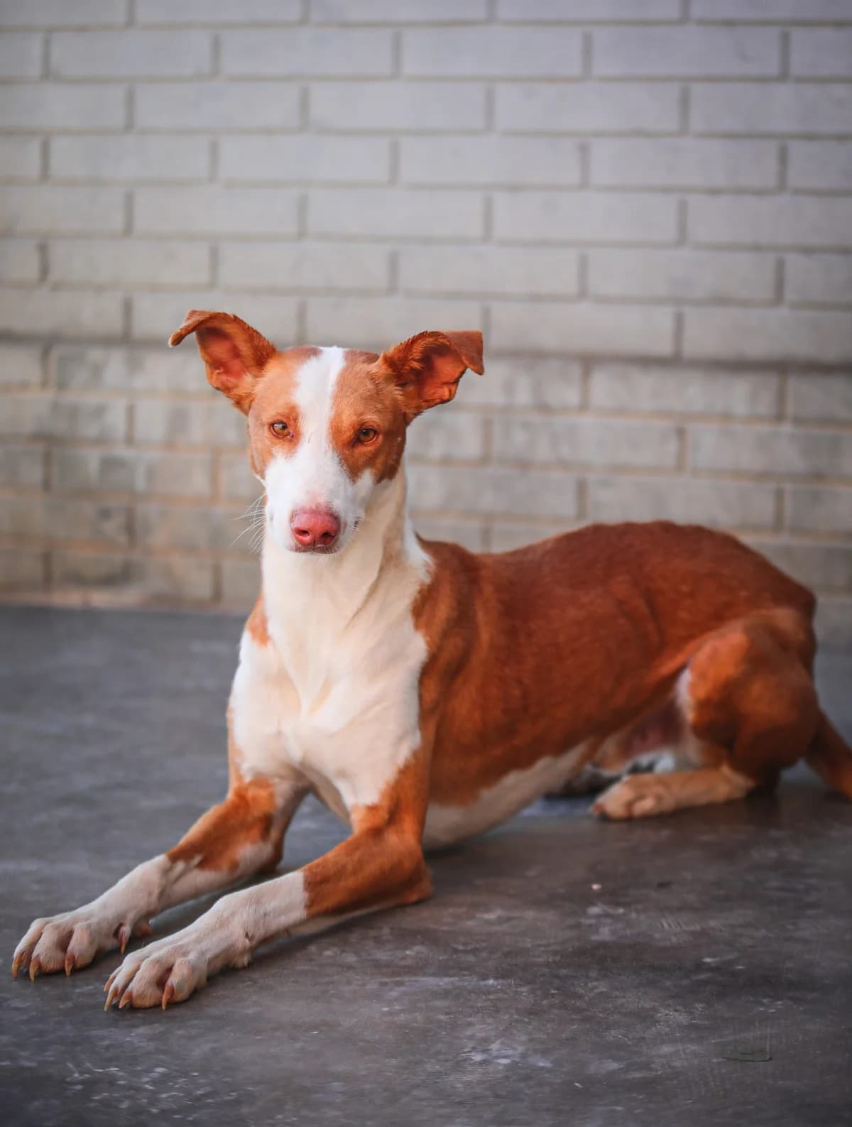 Lenny, male senior Podenco for adoption at Fundación Jadoul Més que Gossos, Valencia