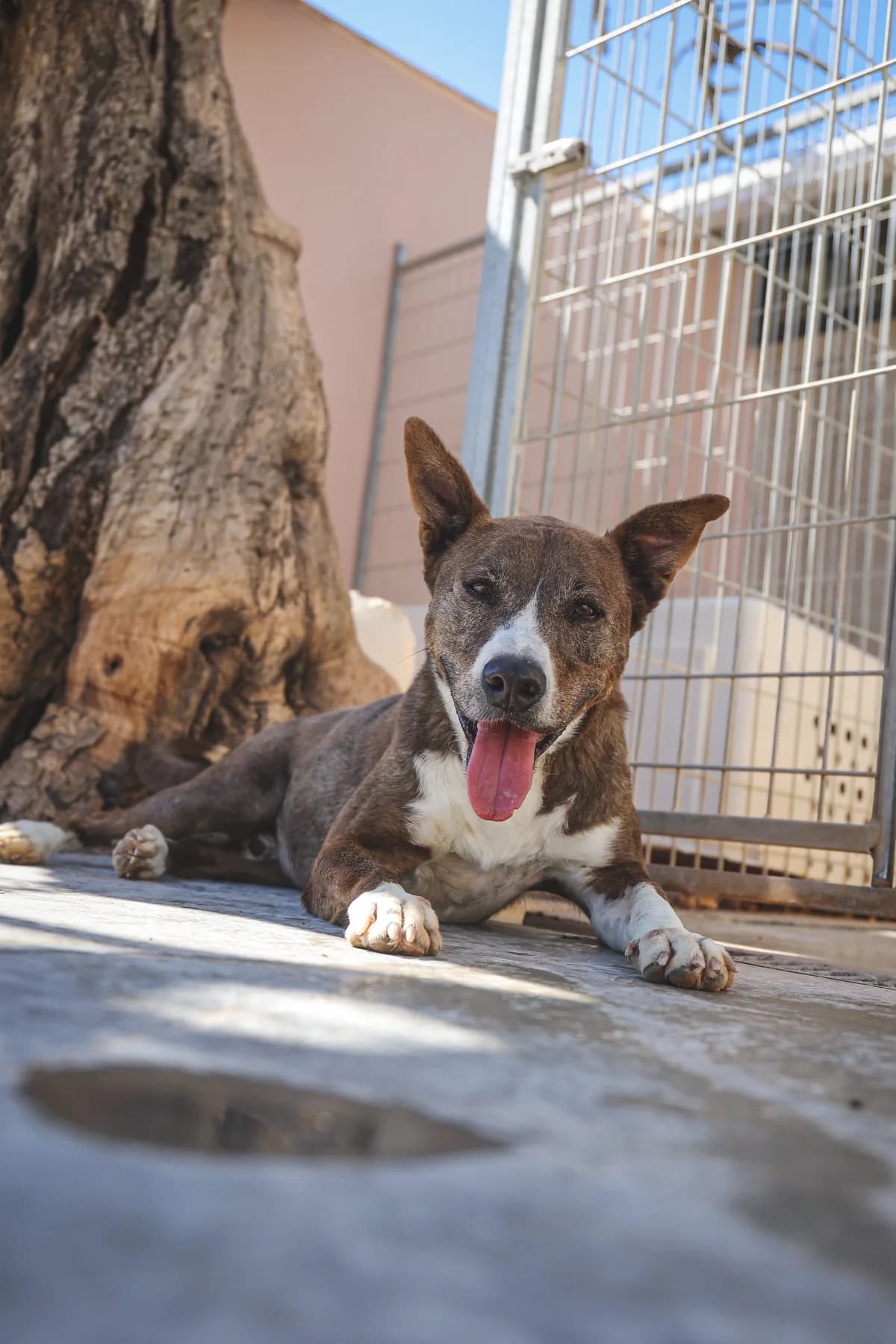 Ron, male senior Mixed Breed for adoption at Fundación Jadoul Més que Gossos, Valencia