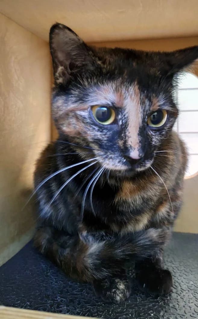 Aldy, female European Shorthair for adoption at Fundación Protectora Pamplona