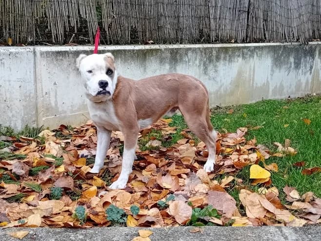 Billy, male American Staffordshire Terrier for adoption at Fundación Protectora Pamplona