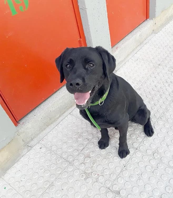Boston, male Labrador Retriever for adoption at Fundación Protectora Pamplona