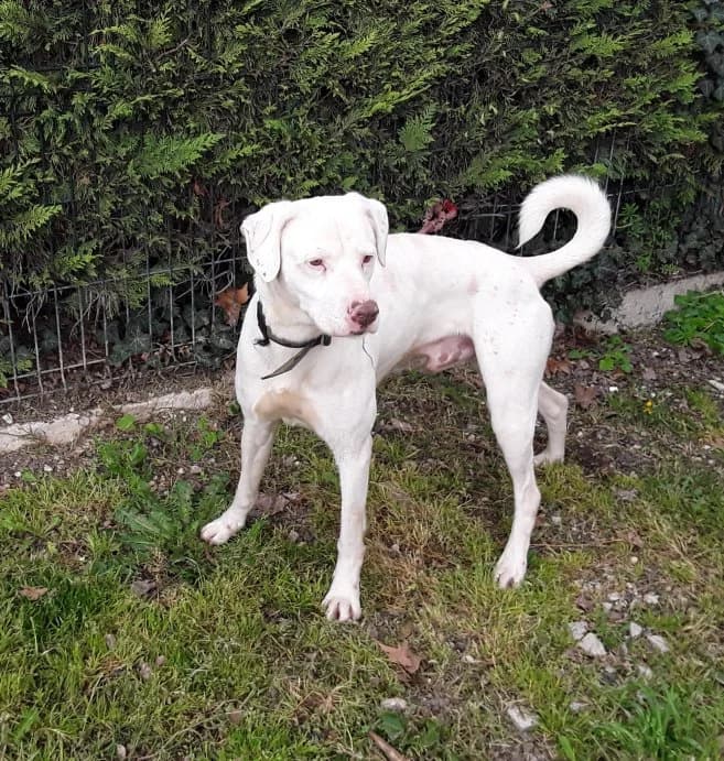 Door, male Mixed Breed for adoption at Fundación Protectora Pamplona