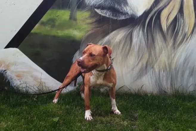Linda, female American Staffordshire Terrier for adoption at Fundación Protectora Pamplona