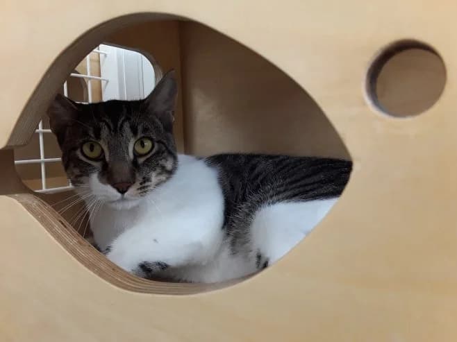 Lur, male European Shorthair for adoption at Fundación Protectora Pamplona