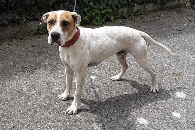 Pecas, male Mixed Breed for adoption at Fundación Protectora Pamplona
