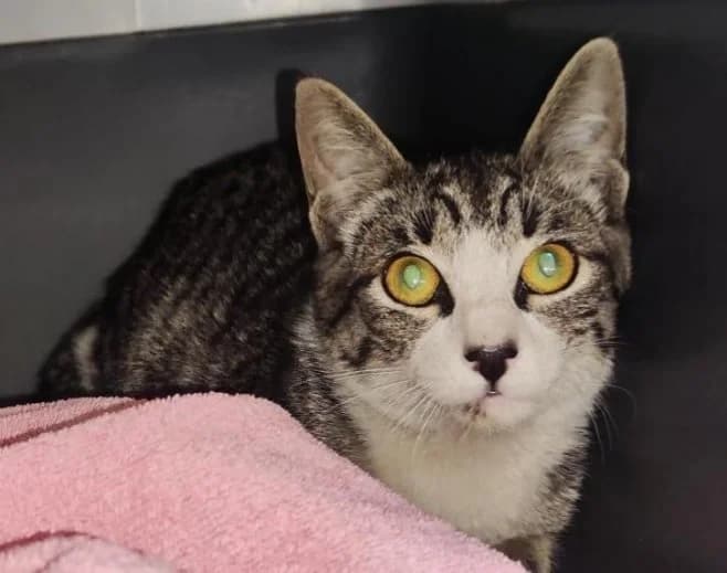 Teo, male European Shorthair for adoption at Fundación Protectora Pamplona