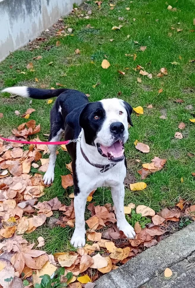 Turbo, male American Staffordshire Terrier for adoption at Fundación Protectora Pamplona