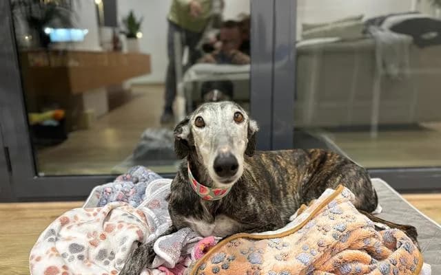 ADA, Barcina female Galgo Español for adoption at Galgo Leku