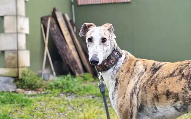 Bella, Atigrada female Galgo Español for adoption at Galgo Leku