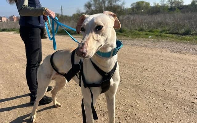 Bico mao, crema male Galgo Español for adoption at Galgo Leku