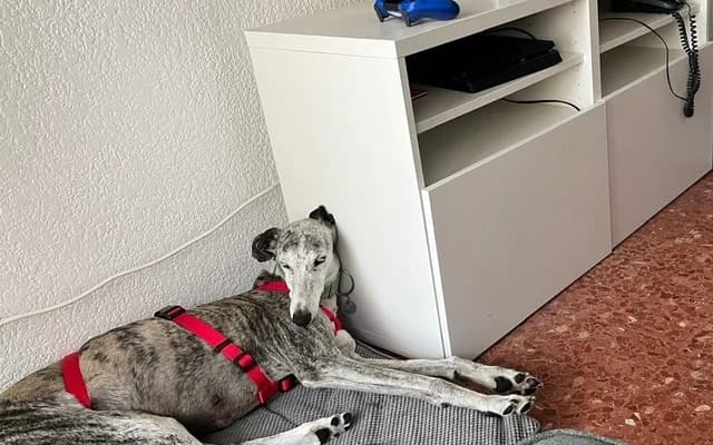 Bizi, Barcina bris female senior Galgo Español for adoption at Galgo Leku