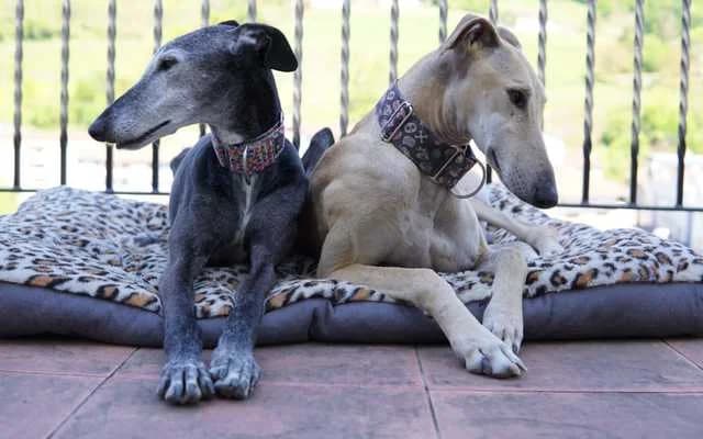 Danko, crema male Galgo Español for adoption at Galgo Leku