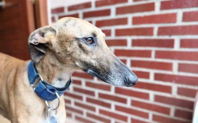 Enya, Atigrada female young Galgo Español for adoption at Galgo Leku