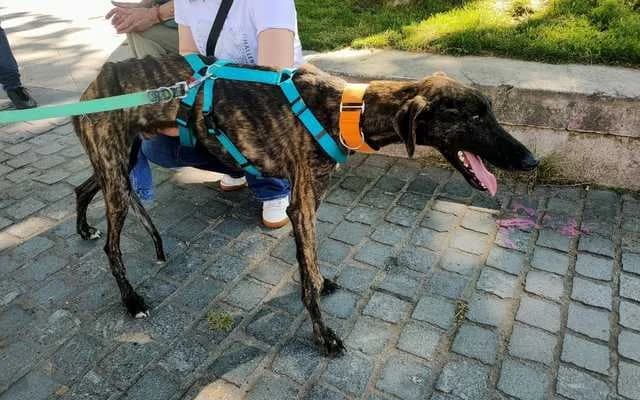 Enzo, male Galgo Español for adoption at Galgo Leku