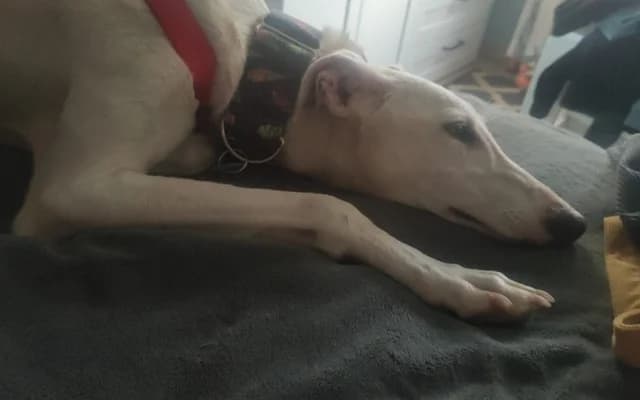 Fiona, Blanco female Galgo Español for adoption at Galgo Leku
