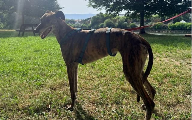 Flecha, Barcina 5yo Galgo Español for adoption at Galgo Leku