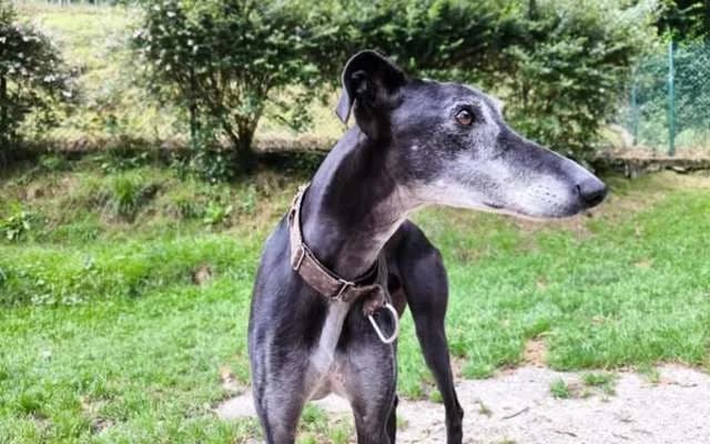 Henry, negro male Galgo Español for adoption at Galgo Leku