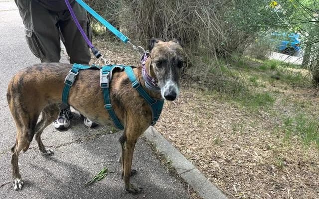 Katia, atigrada female 3yo Galgo Español for adoption at Galgo Leku