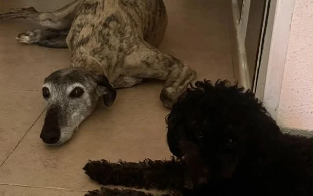 Kelly, atigrada female 5yo Galgo Español for adoption at Galgo Leku