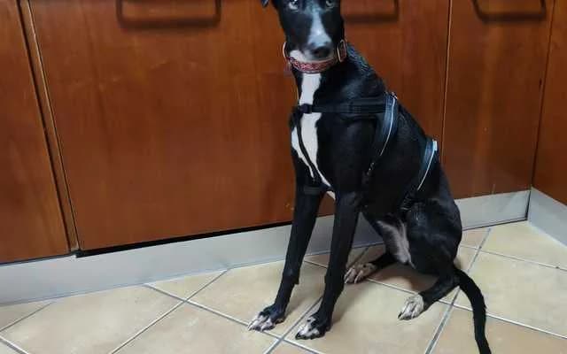 Kenia, Negro y blanco female Galgo Español for adoption at Galgo Leku