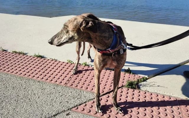 Milo, Atigrada male Galgo Español for adoption at Galgo Leku