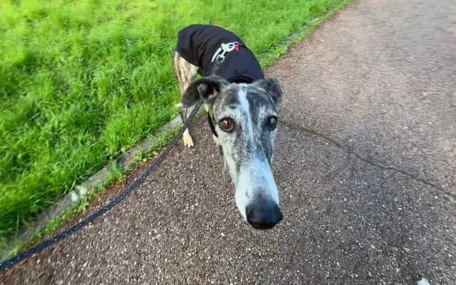 Neboa, atigrada y blanca female Galgo Español for adoption at Galgo Leku