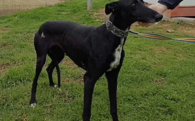 Nori, Negra female Galgo Español for adoption at Galgo Leku