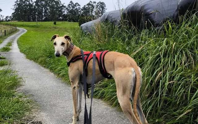 ONA, canela female Galgo Español for adoption at Galgo Leku