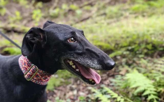Panther, Negro female young Galgo Español for adoption at Galgo Leku