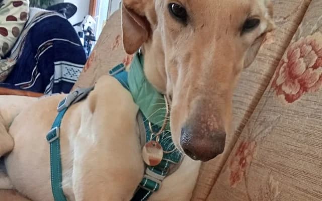 Robe, crema male Galgo Español for adoption at Galgo Leku