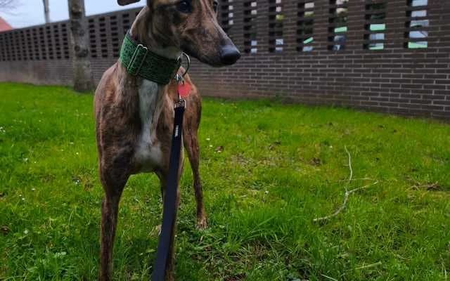 Sunna, Atigrada female Galgo Español for adoption at Galgo Leku
