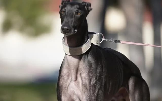 Tristan, negro male Galgo Español for adoption at Galgo Leku