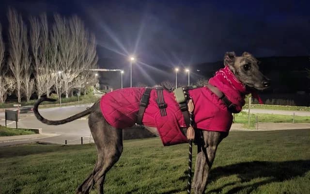 Trufa,  Galgo Español for adoption at Galgo Leku