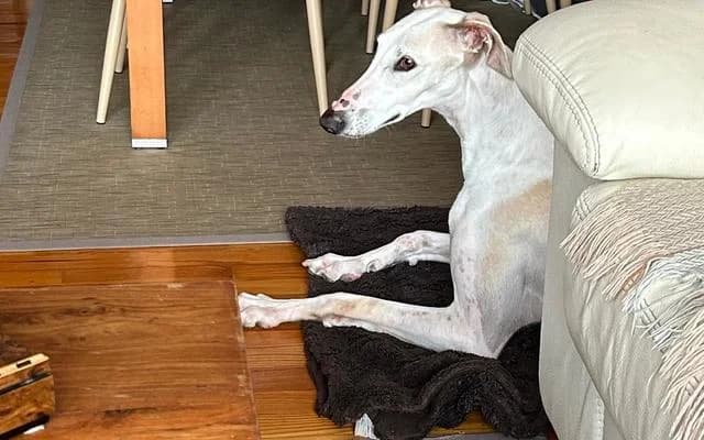 Violeta, Crema female Galgo Español for adoption at Galgo Leku