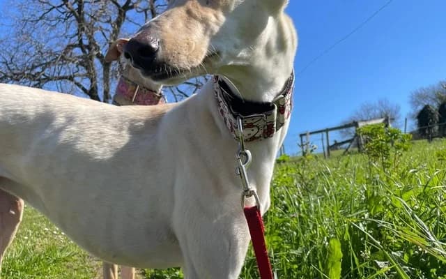 Wanda, Crema female Galgo Español for adoption at Galgo Leku