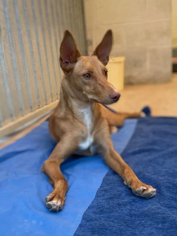 ITACA, female Galgo Español for adoption at Galgos en Familia