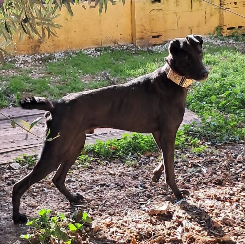 NERON,  Galgo Español for adoption at Galgos en Familia