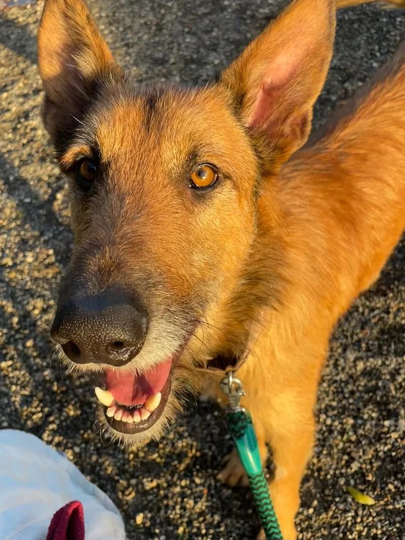 RUFUS, male Galgo Español for adoption at Galgos en Familia
