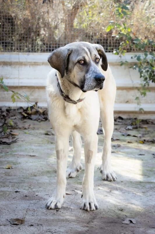 CHICHO,  Spanish Mastiff for adoption at Galgos en Familia