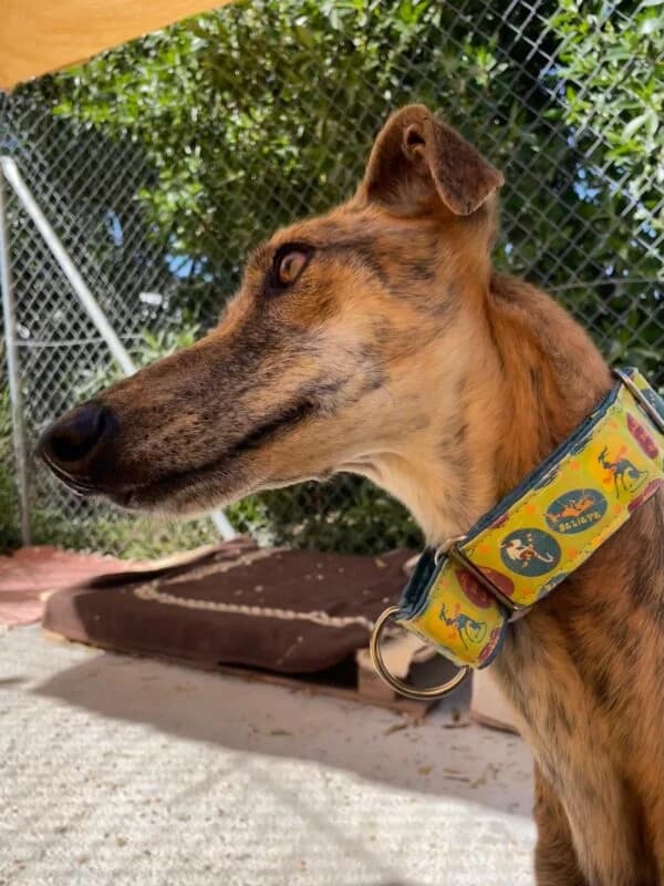 XENA, female Galgo Español for adoption at Galgos en Familia
