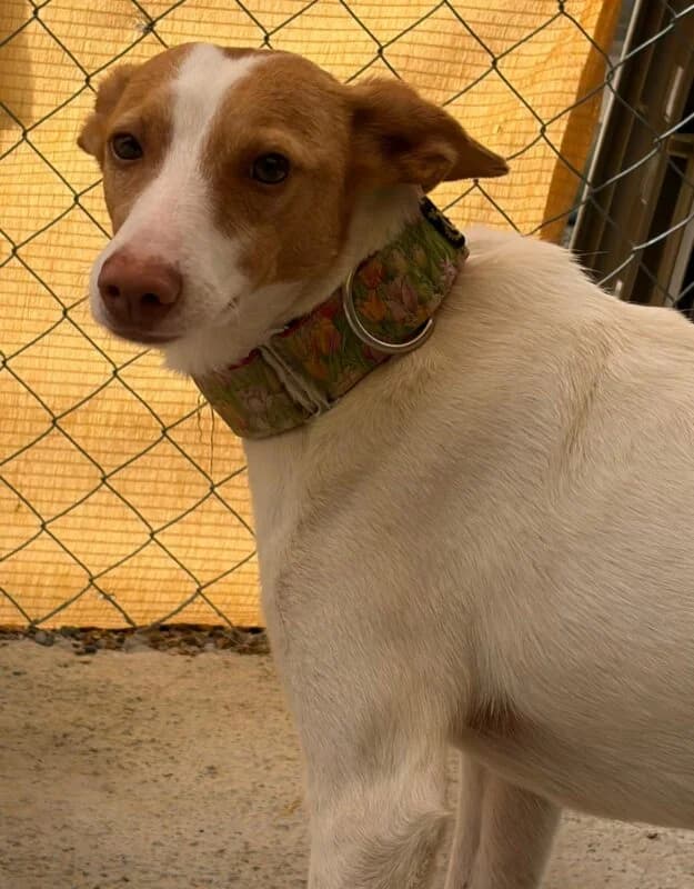 MOLLETE,  Galgo Español for adoption at Galgos en Familia