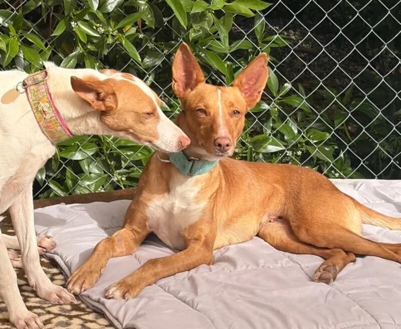 TORRIJA,  Galgo Español for adoption at Galgos en Familia